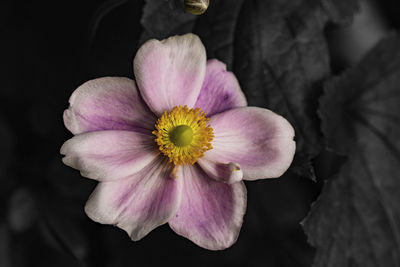 Close-up of flower blooming outdoors