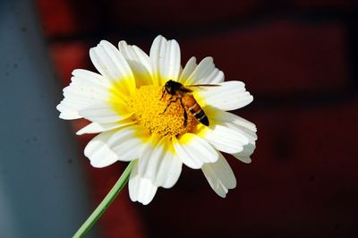 Close-up of bee pollinating on white flower