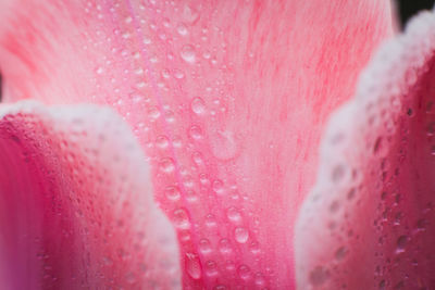 Close-up of wet pink strawberry