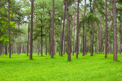 Trees in forest