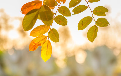 Close-up of autumnal leaves against blurred background