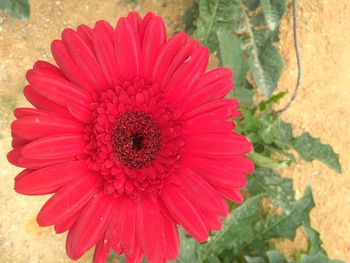 Close-up of red daisy flower
