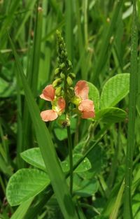 Close-up of red flower blooming in field