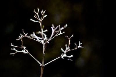 Close-up of dry plant