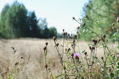 Close-up of flowering plants on field against sky