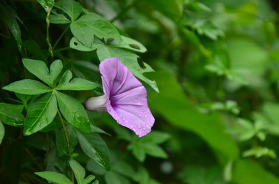 Close-up of purple flowering plant