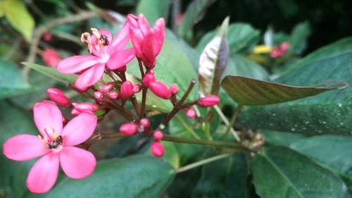 Close-up of pink flowers blooming outdoors