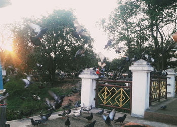 View of birds on street against trees in city