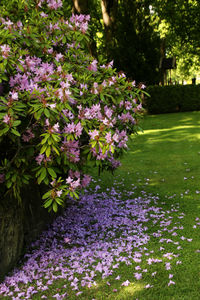 Purple flowers in bloom