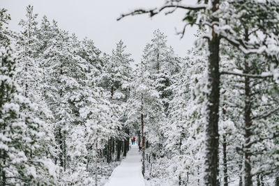 Snow covered trees in forest during winter