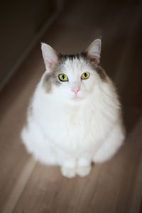 Portrait of white cat sitting on wooden floor