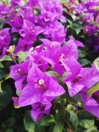 Close-up of purple flowering plants