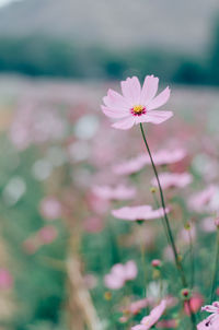 Close-up of pink cosmos flower