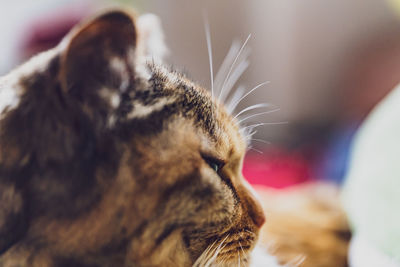 Close-up of a cat with eyes closed