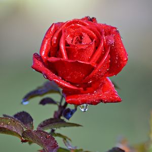 Close-up of wet red rose