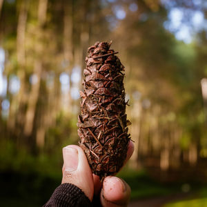 Close-up of hand holding pine nut