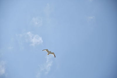 Low angle view of seagull flying in sky