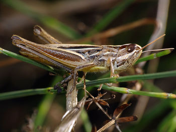 Close-up of insect on plant