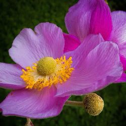 Close-up of pink flower blooming outdoors