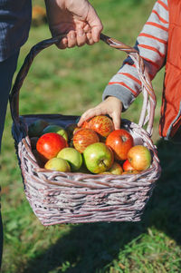 Man holding apples in basket on field