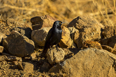 High angle view of bird perching on rock