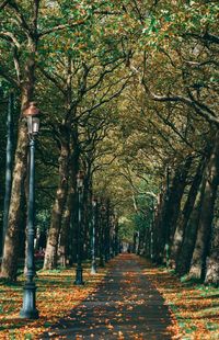 Footpath amidst trees in park during autumn