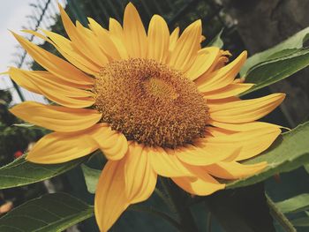 Close-up of sunflower blooming outdoors