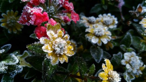 Close-up of fresh white flowers blooming on plant