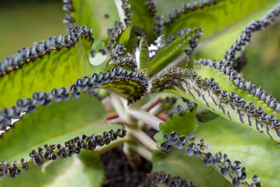 Full frame shot of fresh green plant