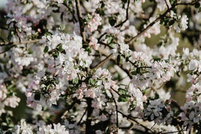 Close-up of white cherry blossom tree