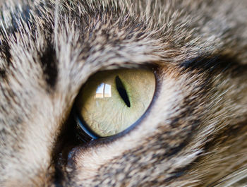 Close-up of cat eye