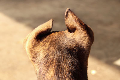 Close-up of quirky dog ears