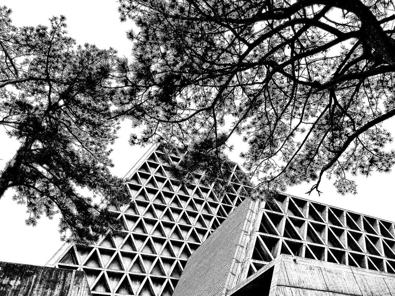 LOW ANGLE VIEW OF TREE AGAINST BUILDINGS