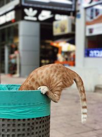 Close-up of ginger cat in trashcan