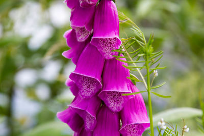 Close-up of pink flowering plant