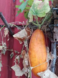 Close-up of fresh fruits