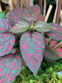 Close-up of plant against blurred background