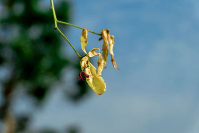 Close-up of insect on plant