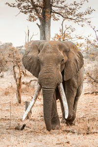 Elephant walking on land against sky in forest