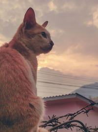 Close-up of a cat looking away