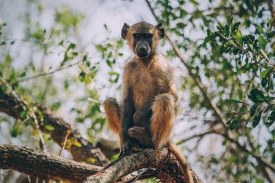 Low angle view of monkey sitting on tree