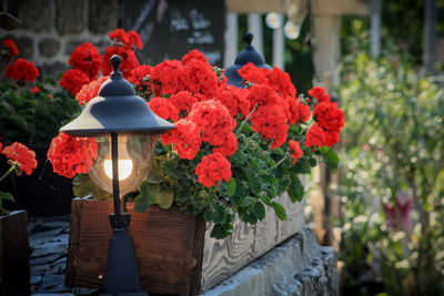 Close-up of red rose flowers in pot