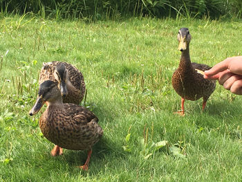 Close-up of mallard duck on field
