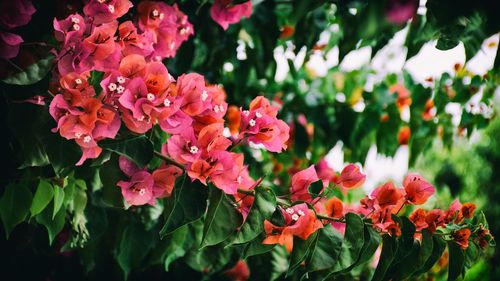 Close-up of pink flowers