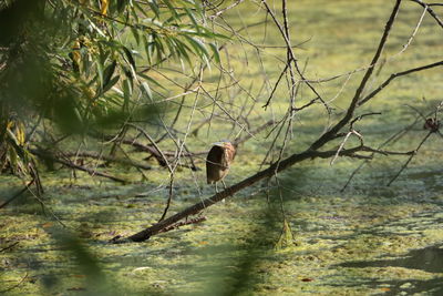 Bird perching on a tree