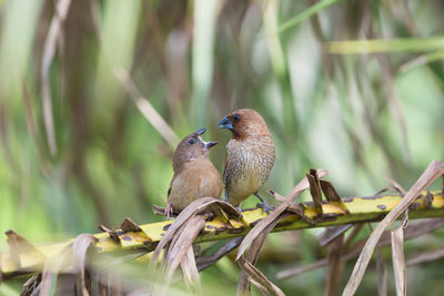 Close-up of birds perching on plant