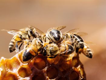 Close-up of bees.