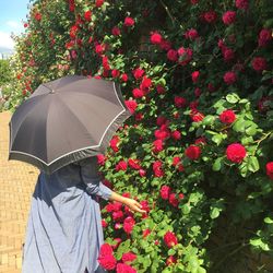 Rear view of person standing by red flowering plants during rainy season