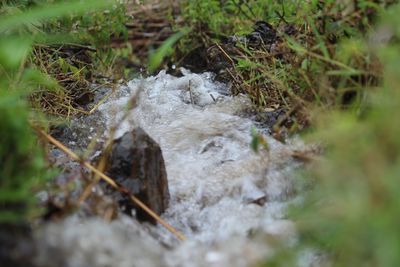 Close-up of grass in forest