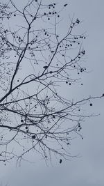 Low angle view of birds flying against sky